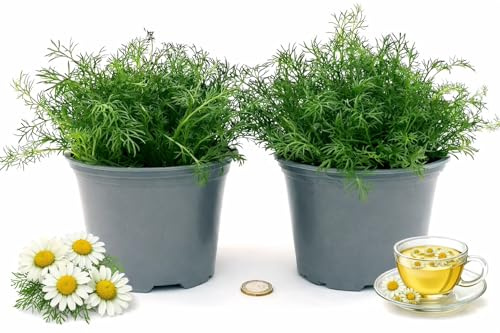 POWERS TO FLOWERS - CAMOMILLA BIO, ANTHEMIS NOBILIS, 2 PIANTE, piante vere