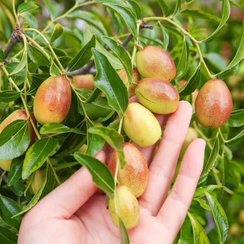 chinesische jujube bio samen, obst frisch garten geschenk bonsai baum geschenk garten baumsamen pflanzensamen säulenobst bio saatgut kübelpflanzen winterhart，säulenobstbäume säulenobst 150pcs