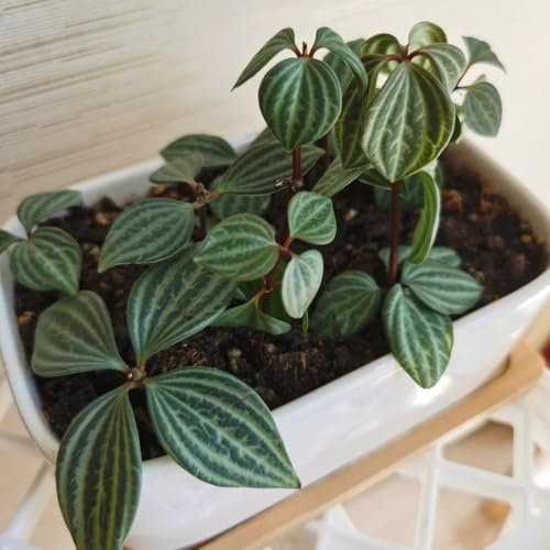 peperomia tetraphylla samen winterharte pflanzen für garten wohnzimmer pflanzen hängepflanze herbst dekoration winterharte balkonpflanzen luftreinigende zimmerpflanzen zimmerbonsai 80pcs
