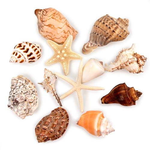 12 PCS Sea Shells Large, Mixed Beach Seashells Starfish Conch for Beach Party, Large Seashells, Nature Beach Shells for crafting, Seashells for fish tank