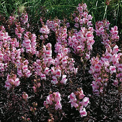 Antirrhinum 'Bronze Dragon' Seeds Half Hardy Annual Flowering Garden Plant Easy to Grow Your Own 1 Packet of 100 Seeds by Thompson and Morgan