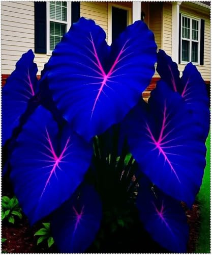 Hosta-Hojas Majestuosas y Aterciopeladas-Matas Voluminosas y Decorativas- Ideal para Sombra- Bulbos de Hosta-4 Bulbos-G