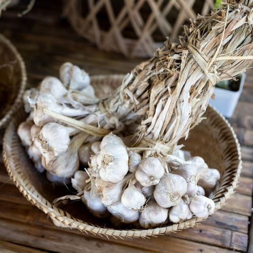pflanzknoblauch, steckknoblauch - gewächshaus balkon küchenkräuter gartendeko für draußen bodendecker kräutergarten balkon gartenkräuter gemüsepflanzen seltene frühlingsblüher 6zwiebeln