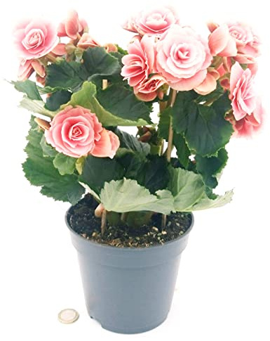 POWERS TO FLOWERS - BEGONIA BORIAS ROSA ANTICO, VASO 14 CM, pianta vera