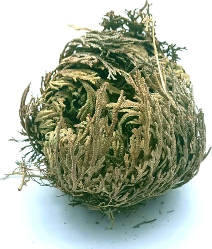 CRIGEMA - Rosa di Gerico dal Messico - Pianta della Resurrezione - ca. 6x4 cm - Confezionata in un Sacchettino con Zip Richiudibile