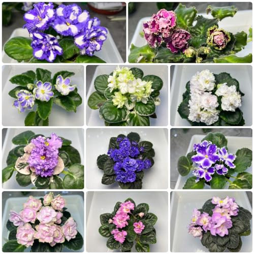 50 pcs usambaraveilchen samen, veilchen - Saintpaulia ionantha - exotische pflanzen, pflanzen samen indoor usambaraveilchen pflanze kaufen balkon beet, samen geschenk exotische pflanzen