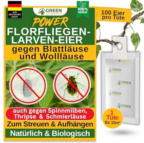 GREEN GUARDIA Power Œufs de larves de chrysopes contre les pucerons et les cochenilles – 1 sac – Moyen biologique pour lutter efficacement contre les pucerons et les cochenilles pour plantes