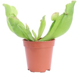 Pianta Carnivora Mangia Insetti pianta ornamentale da interno Carnivora vera e facile da colitvare venduta da eGarden.store (Sarracenia Purpurea)