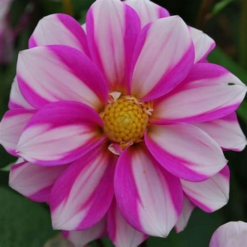 Rizomas de dalia Fragancia exquisita. perenne. Adaptable. Puro amor.Resistente al frío.-4 Rizoma-E