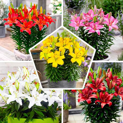 15x Collection Matrix Bulbes de Lis de Jardin en 5 variétés | 3 de chaque couleur | Mélange de bulbes vivaces et hivernales, Mélange de Hollande pour jardin et pot