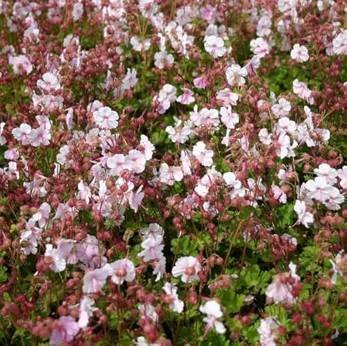 6 x Géranium vivace 'Biokovo' - Geranium Cantabrigiense 'Biokovo' - Godet 9x9cm - Fleurs blanches, feuillage aromatique, bordures