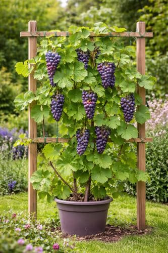 2 Stück Rote Weinrebe 'Boskoop Glory' – Vitis vinifera, winterhart, Tafeltraube im Topf (30–50 cm), aromatisch & robust – Obstpflanze für Garten, Terrasse & Balkon