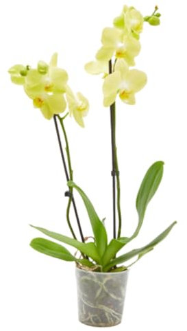 Planta Orquidea phalaenopsis natural 2 tallos maceta Ø12cm - Verdecora… (Amarillo)