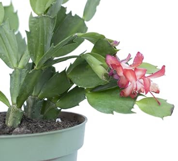 pianta vera di Schlumbergera truncata Schlumbergera bridgesii cactus di Natale pianta grassa pendente succulente fiorite