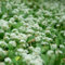 300 Pc Semi Di Aglio Orsino Biologico - Allium Ursinum - Semi Di Letti Rialzati, Balcone Del Giardino Delle Erbe Acquistare Semi Di Piante Di Aglio Selvatico, Semi Di Verdure, Semi