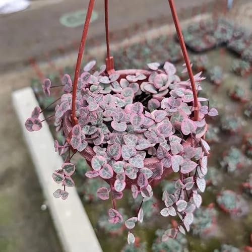 100 pcs leuchterblume pflanze samen, winterharte blumen, garden (Ceropegia woodii) blumensamen, garten blumensamen geschenk, pflanze zimmer deko, zimmerpflanze alte sorten saatgut,