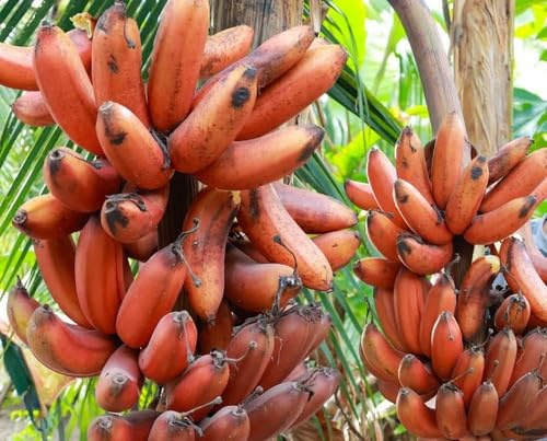 100 semillas de plátano rojas