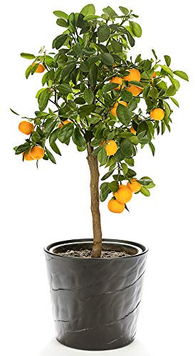 Orange Tree Citrus Fruit Houseplant Grow Your Own, Patio Plant for Home, Office & Conservatory 9cm Pot by Thompson & Morgan (1)