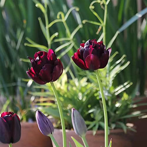 8 Stück tulpenzwiebeln winterhart mehrjährig lila tulpen zwiebeln Hydroponik kräutergarten geschenke für gartenliebhaber blumen deko pflanze blumenzwiebeln winterharte balkonpflanzen