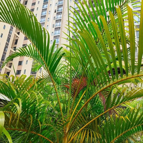 goldfruchtpalme zimmerpflanzen samen herbst dekoration, dypsis lutescens, grünpflanzen zimmerpflanzen winterharte pflanzen für garten topfpflanzen draußen winterhart pflanzen züchten 45pcs