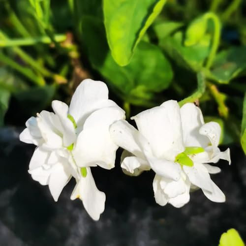 Duftveilchen pflanzen - samen winterharte kübelpflanzen balkonpflanzen winterhart Duftveilchen samen winterhart pflanzensamen bodendecker pflanztopf gewächshaus balkon winterfeste 750pcs