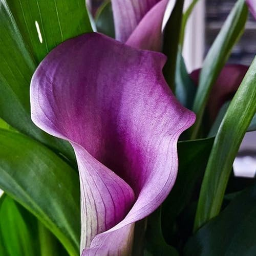 Bulbos de Cala - Se Adaptan a Suelos Húmedos - Crece en Interior y Exterior -Zantedeschia aethiopica-8 Bulbos
