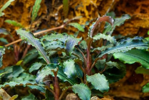 AquaOne Bucephalandra Plante d'aquarium « Kedagang » I Plante aquatique Plante d'aquarium Porte-racine/rhizome entièrement enracinée Facile d'entretien Décoration d'aquarium
