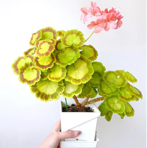 100 pcs Geranien Samen Mehrjährig Winterharte Kübelpflanzen Geranie, Pelargonium Hortorum, Schnittblumen, Exotische Pflanzen Winterharte Pflanzen Für Balkon bodendecker winterhart