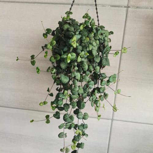 150 pcs leuchterblume pflanze samen, blumensamen geschenk, pflanze (Ceropegia woodii) grünpflanzen, pflanzensamen blumenwiese, topfpflanzen echt schnittblumen samen, zimmerpflanzen