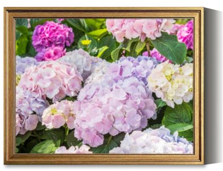 Vintage Framed Wall Art Colorful hydrangeas fill the flower bed bigleaf hydrangea French hydra Canvas Paintings Wall Decor Pictures Posters Prints for Living Room Bathroom Bedroom Kitchen Artwork