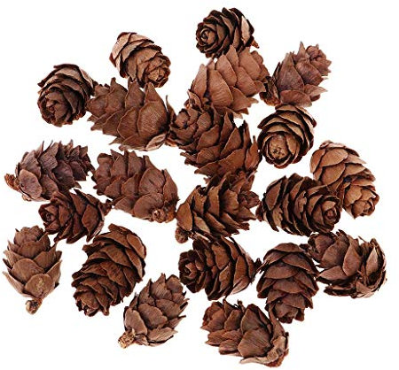 Tenlacum Lot de 50 mini pommes de pin décoratives pour décoration de la maison automne-hiver Vacances vases, bols de remplissage pour les loisirs créatifs et les photos rétro