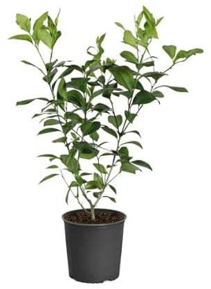 Limonero en Casa Natural Disfruta de la Cosecha de tu Propio Árbol Frutal