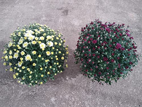 Crisantemo Pack 2 Plantas de colores variados - Planta Natural - Maceta 17 cm ø