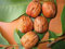 ALBERO DI NOCE -JUGLANS REGIA -HIMALAYANO SIMILE - pianta vera da frutto da esterno Ø 19 cm - h 150 cm