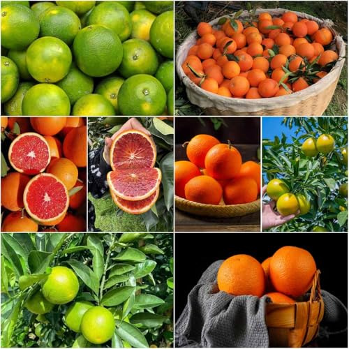 semillas resistentes de naranjo Decoración de balcones resistentes semillas naranjo para 25pcs