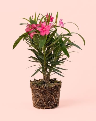 PUR PLANT Nerium Oleander | Adelfa Planta Natural con Flor | Arbusto Exterior para Terrazas y Balcones | Maceta Ø14 cm