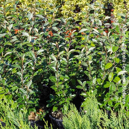 Eleagnus ebbingei, 24 piante con altezza 60/80 cm, vaso Ø18, per una siepe lunga da 12 a 18 metri