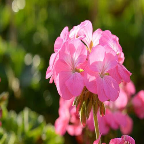 100 Stück hellrosa Geraniensamen