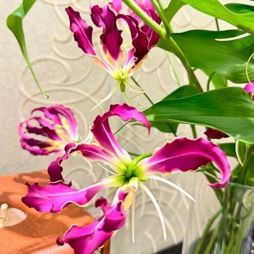 bulbos de lirio de llama resistentes, jardín lirio llama Regalos para amantes la jardinería, decorativas, acónito invierno, perennes resistentes exóticas, 8pcs