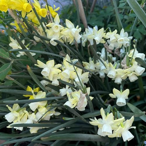 bulbi di narcisi perenni resistenti, decorazione con bulbi primavera, balcone da giardino 5pcs