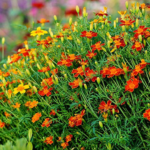 Marigold Rouge Gem Graines - tagètes Tenuifolia