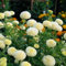 Semillas de flores de caléndula 100 piezas blancas