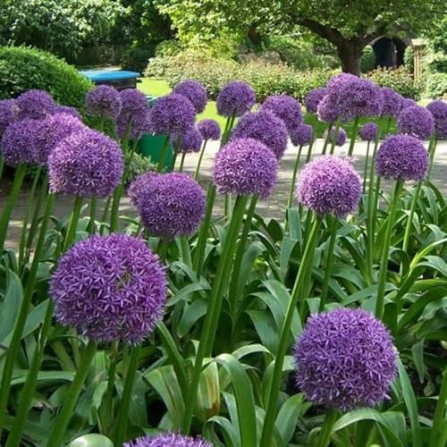 bulbi di allium - allium giganteum - giardino interno aglio ornamentale da balcone arredamento del soggiorno da giardino raro sul balcone resistenti 20pcs