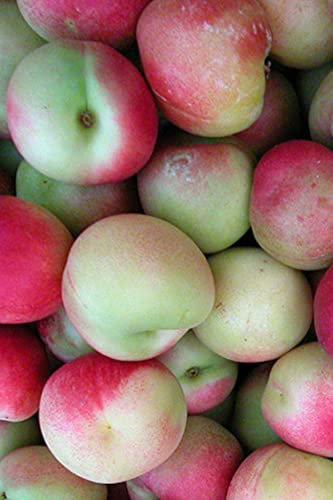 pianta di Pesco Noce Menderella albero di pesca noce varietà Menderella già innestato Età 2 anni pianta da frutto di pesche noci pianta vera di pesca noce venduta da eGarden.store