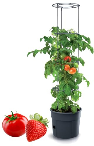 Tymar Tomatkruka, tomatkruka, tomatväxt, tomatbalkong, med rankhjälprangerrid, med vattenbehållare (1 st, ø 40 cm)