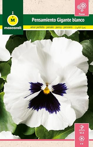 Mascarell Semillas, PENSAMIENTO GIGANTE BLANCO CENTRO VIOLETA, Semillas Flores Exterior para Decoración, 0,25 Gramos