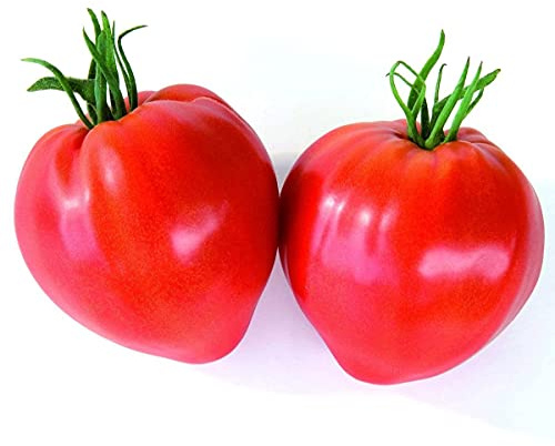 Semi Pomodoro Cuor di Bue Franchi Sementi 1g