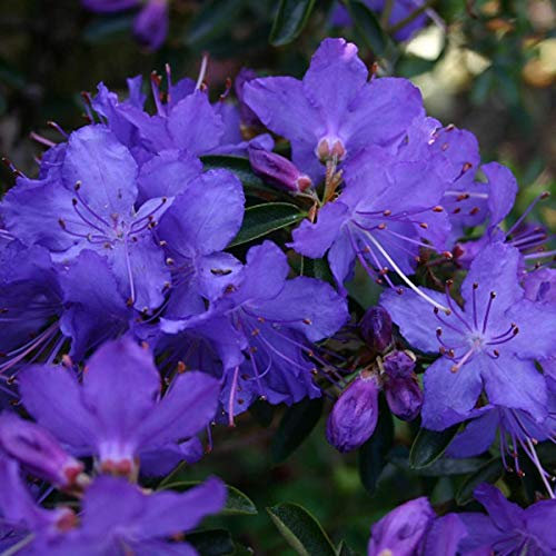 Rhododendron 'Gristede' 20-30 cm en conteneur
