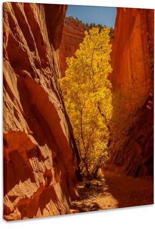 3dRose USA, Utah, Grand Staircase Escalante Monument. Trail in river basin. Museum Grade Canvas Wrap 16x20