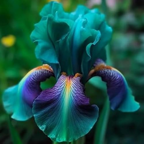 Rizomi di Iris Resistenti al Freddo e Siccità | Per Giardini e Balconi | Regali Festivi-4bulbi-g